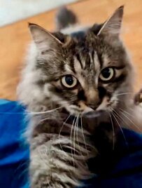 「ねぇねぇ」と飼い主さんに甘える猫ちゃん…“ちょん”と触れる仕草が可愛すぎる！