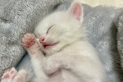 口を半開きにする癖がある元保護猫さん　ベビー期の写真を見ると…