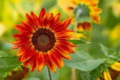 【ガーデニング】5月に種まきできる草花！お洒落なカラーにときめくオススメ植物7選