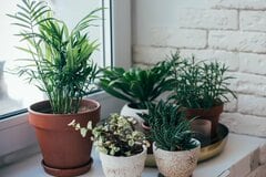 【観葉植物の育て方】初心者でも失敗しない！室内でも枯らさないコツ5つ