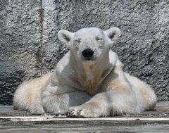【とべ動物園】「しろくまピース」のお母さん！国内最高齢のホッキョクグマ・バリーバの「うとうと姿」がかわいすぎる（愛媛県）