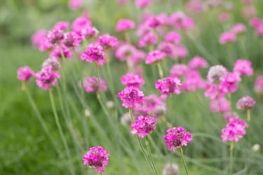 ガーデニング】ピンクの花が可愛い「多年草・オススメ6選」 お洒落