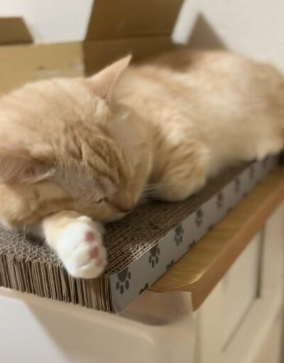 お手々を顔の下に敷いて眠る猫ちゃん