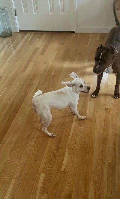 木の床の上で、ほかの犬と向き合うカシュー