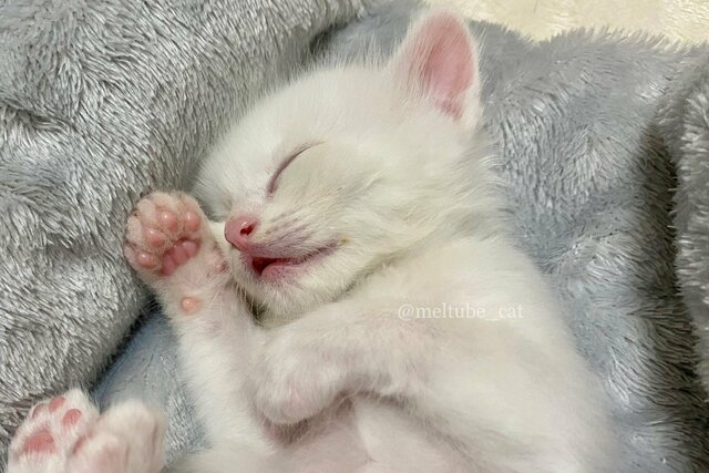 口を半開きにする癖がある元保護猫さん　ベビー期の写真を見ると…