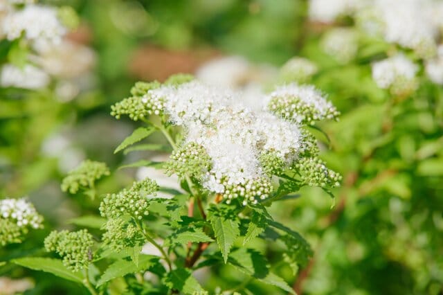 今が植えどき！狭い庭や玄関先に植えっぱなしで《毎春白い花が咲く》ローメンテな小さめ低木3選