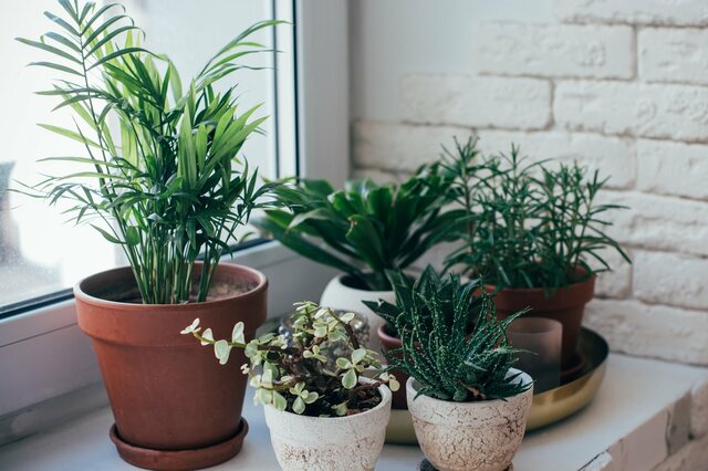 【観葉植物の育て方】初心者でも失敗しない！室内でも枯らさないコツ5つ