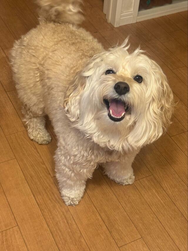 「一言も言ってないのに…」シャンプーを察した犬　あまりにも「分かりやすい表情」がジワジワくる