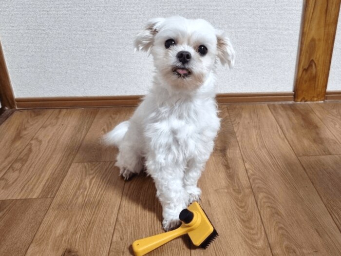 コンパクトで丸洗いできるので持ち運びにも便利