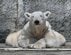 【とべ動物園】「しろくまピース」のお母さん！国内最高齢のホッキョクグマ・バリーバの「うとうと姿」がかわいすぎる（愛媛県）
