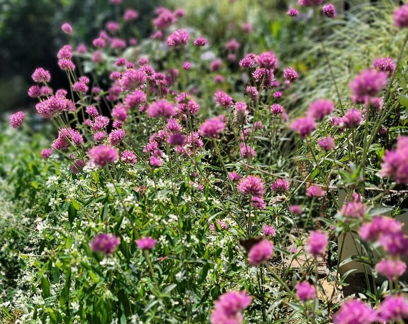 1株で花壇に立体感！ローメンテなのに、今から秋まで、柔軟に咲き続ける〈ピンクの花〉がすごい。