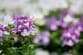 秋に咲く【いい香りの花】おしゃれな癒しの秋庭づくりにおすすめの《一年草・多年草・花木》7選