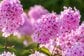 庭に馴染めば植えっぱなしで毎年咲く「西日と暑さに強い宿根草3選」植え付けタイミングは梅雨前！