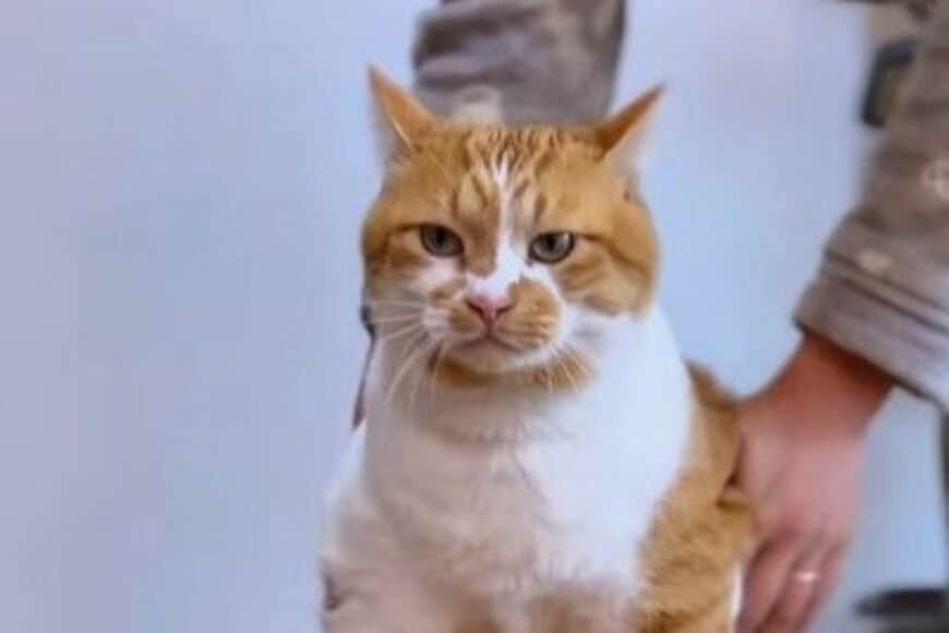 【愛情たっぷり】元保護猫が「手作りのキャップ」でキュートにおめかし　「可愛さが引き立ってる」