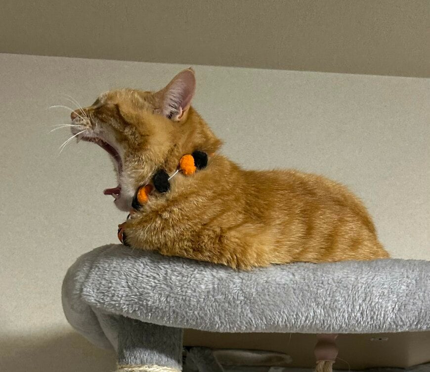 出所：@Beercat_Ana_Dar