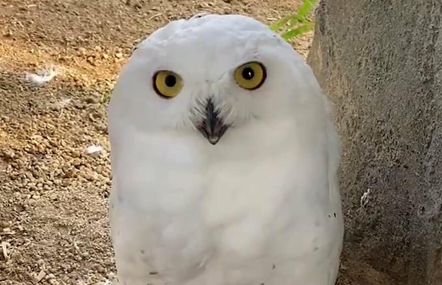 【東武動物公園】「100点満点の笑顔です」シロフクロウが見せる奇跡の笑顔に癒やされる人が続出（埼玉県）
