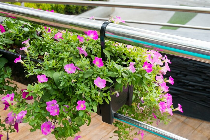 nenever/Shutterstock.com