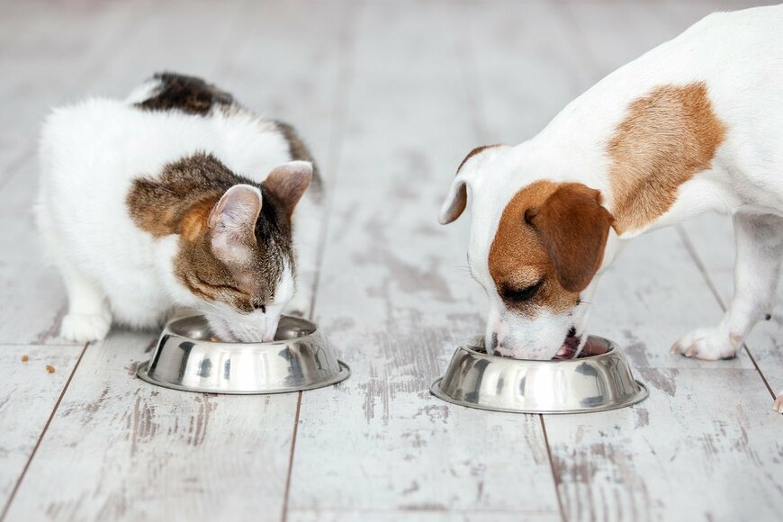 愛犬・愛猫にも「肉」のフードは元気の源!? 大切なペットの食に起きている変化