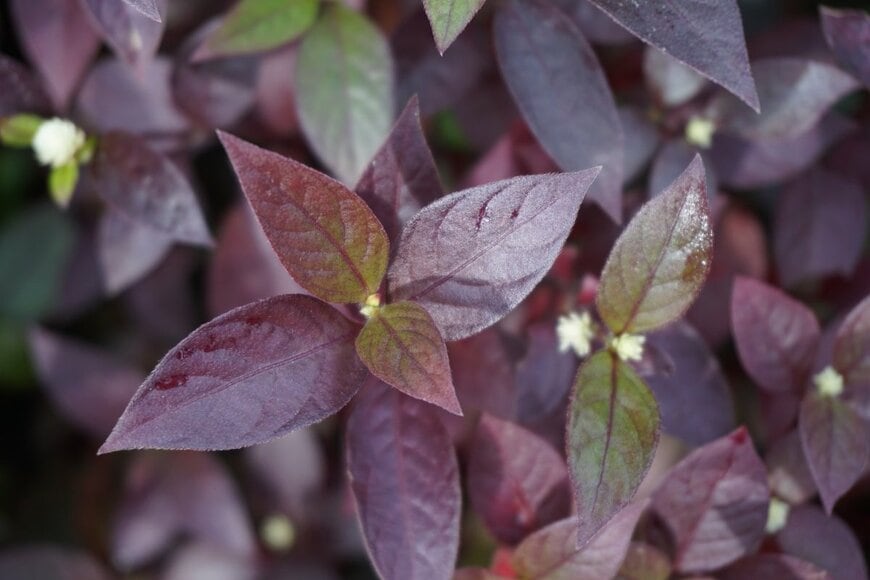 Mang Kelin/shutterstock.com