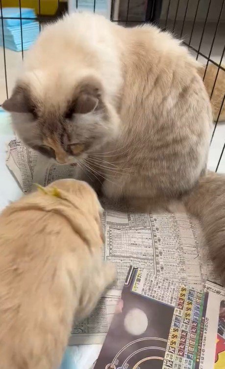 出所：@pu_channeldesu