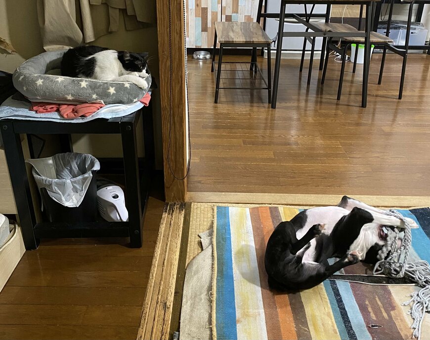 出所：@00shitemita