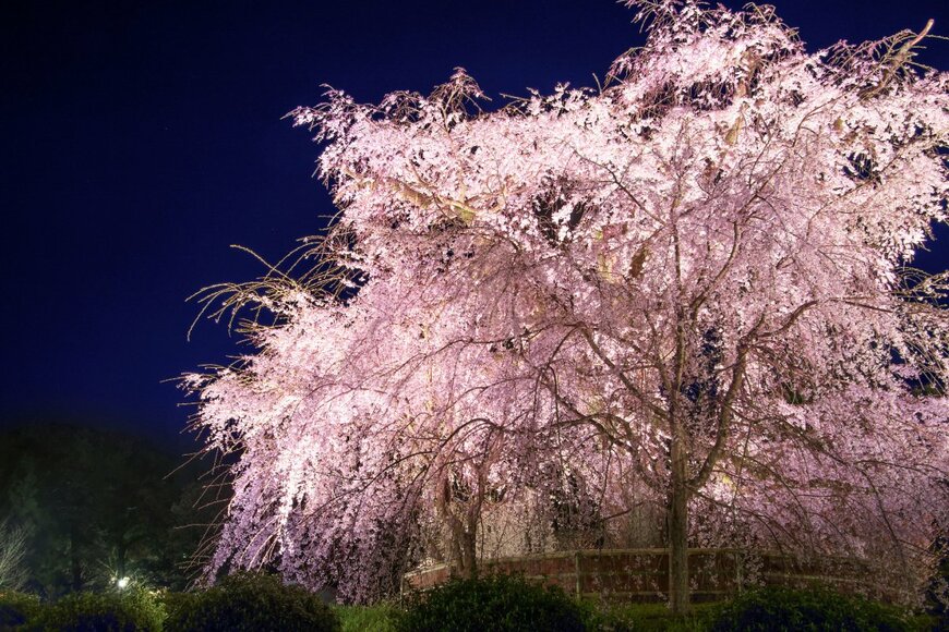 Nishitap/shutterstock