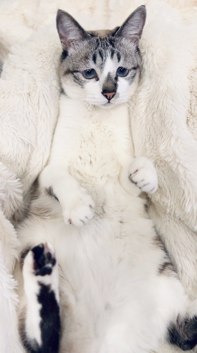 出所：@piennekomint