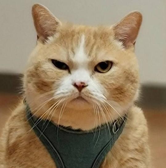 出所：@nekotansoku