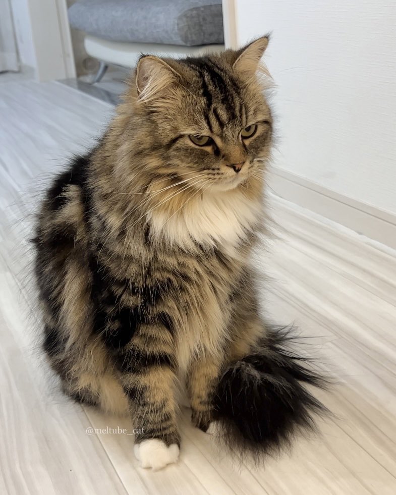 出所：@meltube_cat