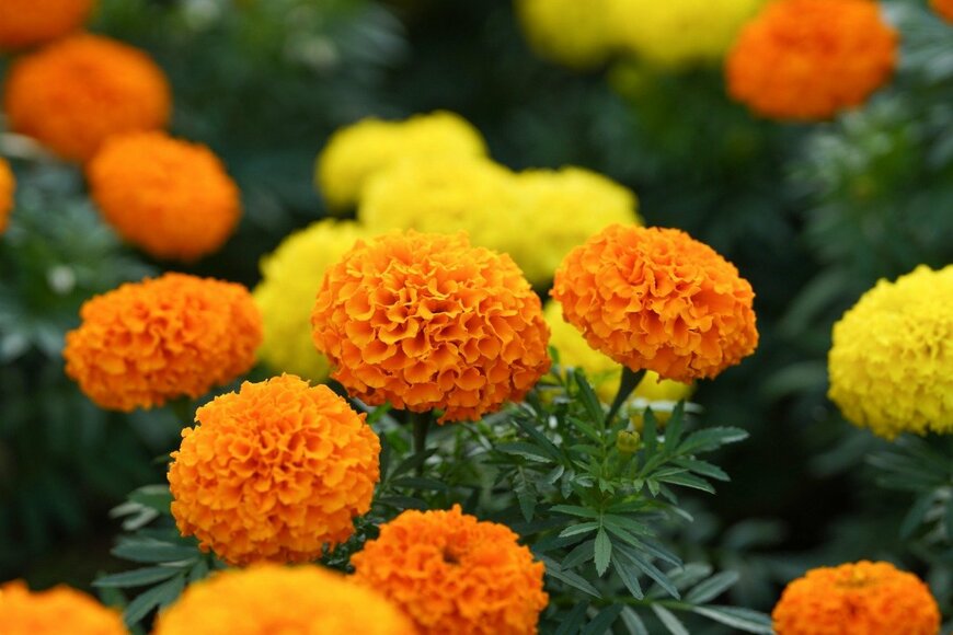 Kuniko Hashimoto/istockphoto.com