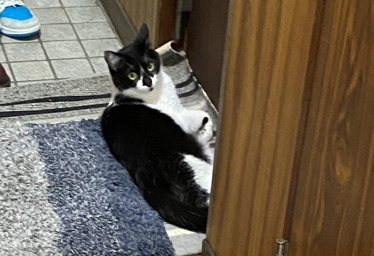 出所：@00shitemita