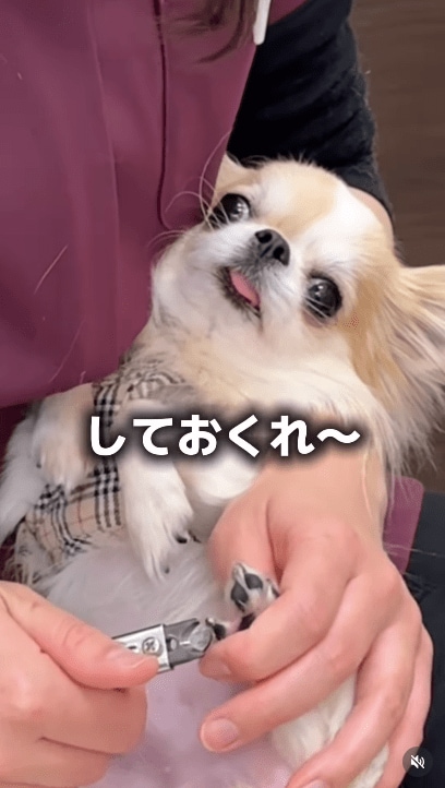 @idea_animal_hospital
