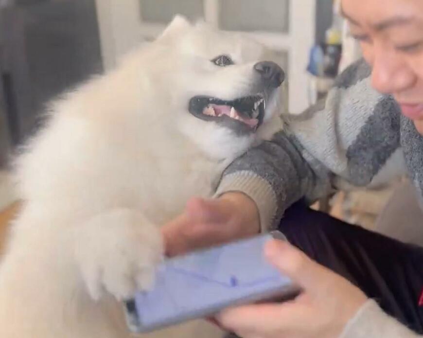 出所：@samoedsoran