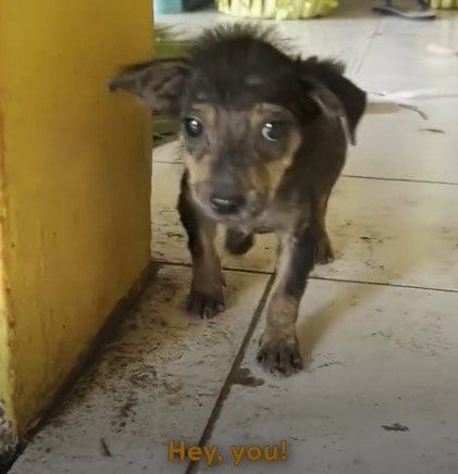 渋滞中に子犬を救助→20m進むと別の子犬が…奇跡的な再会を果たした2匹の救助劇に感動