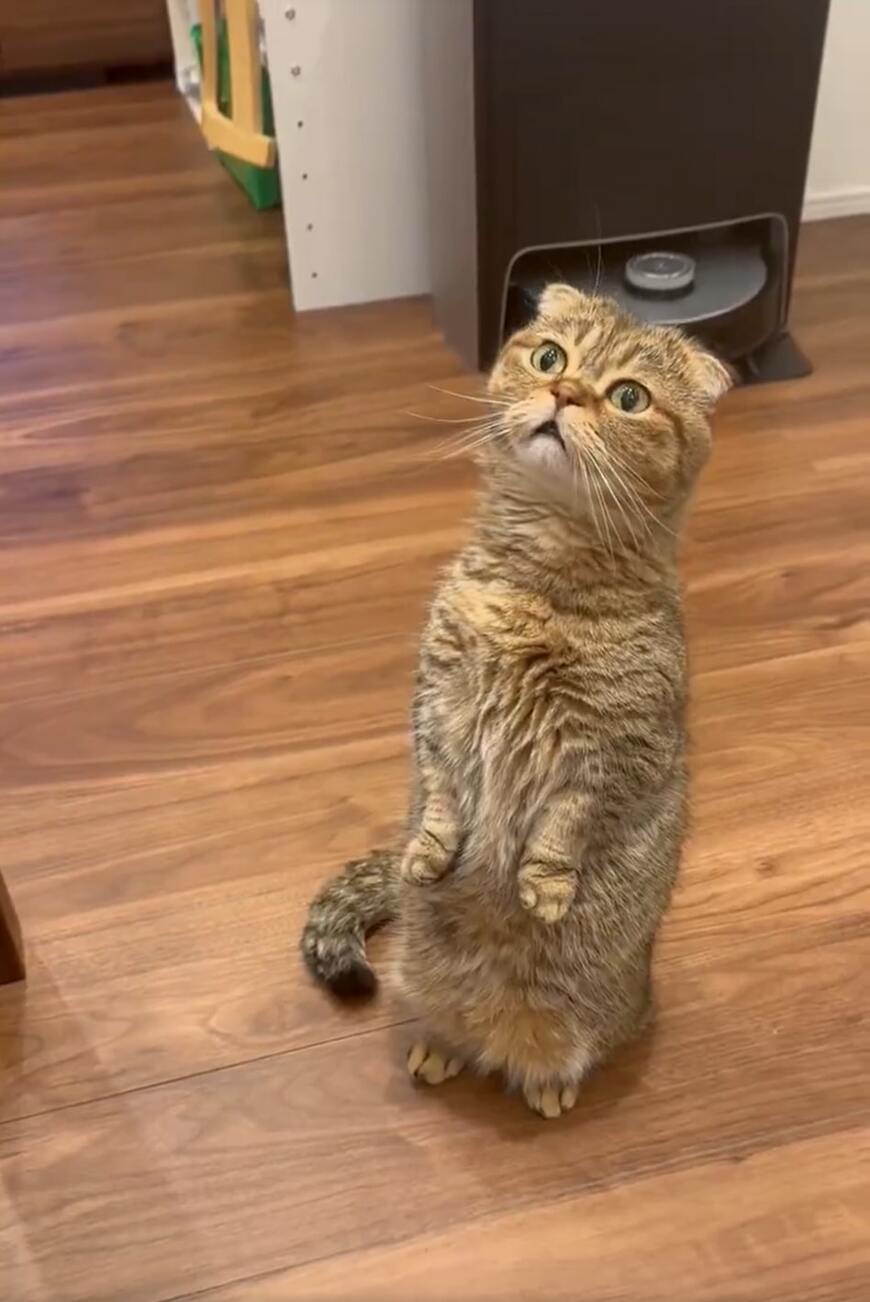 【立ち上がる猫ちゃん】「まるでミーアキャットか人間みたい」の声！　かわいい前足にもご注目　