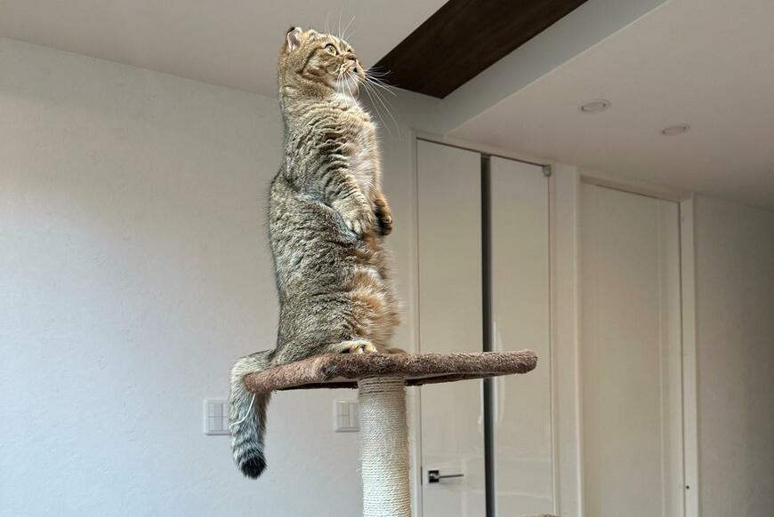 出所：@ponpokopontanu