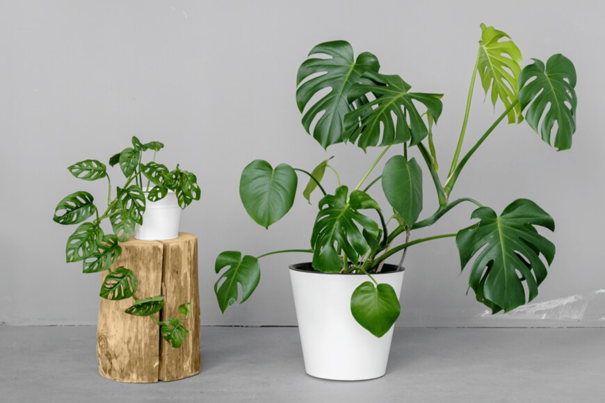 Sozina Kseniia/shutterstock.com