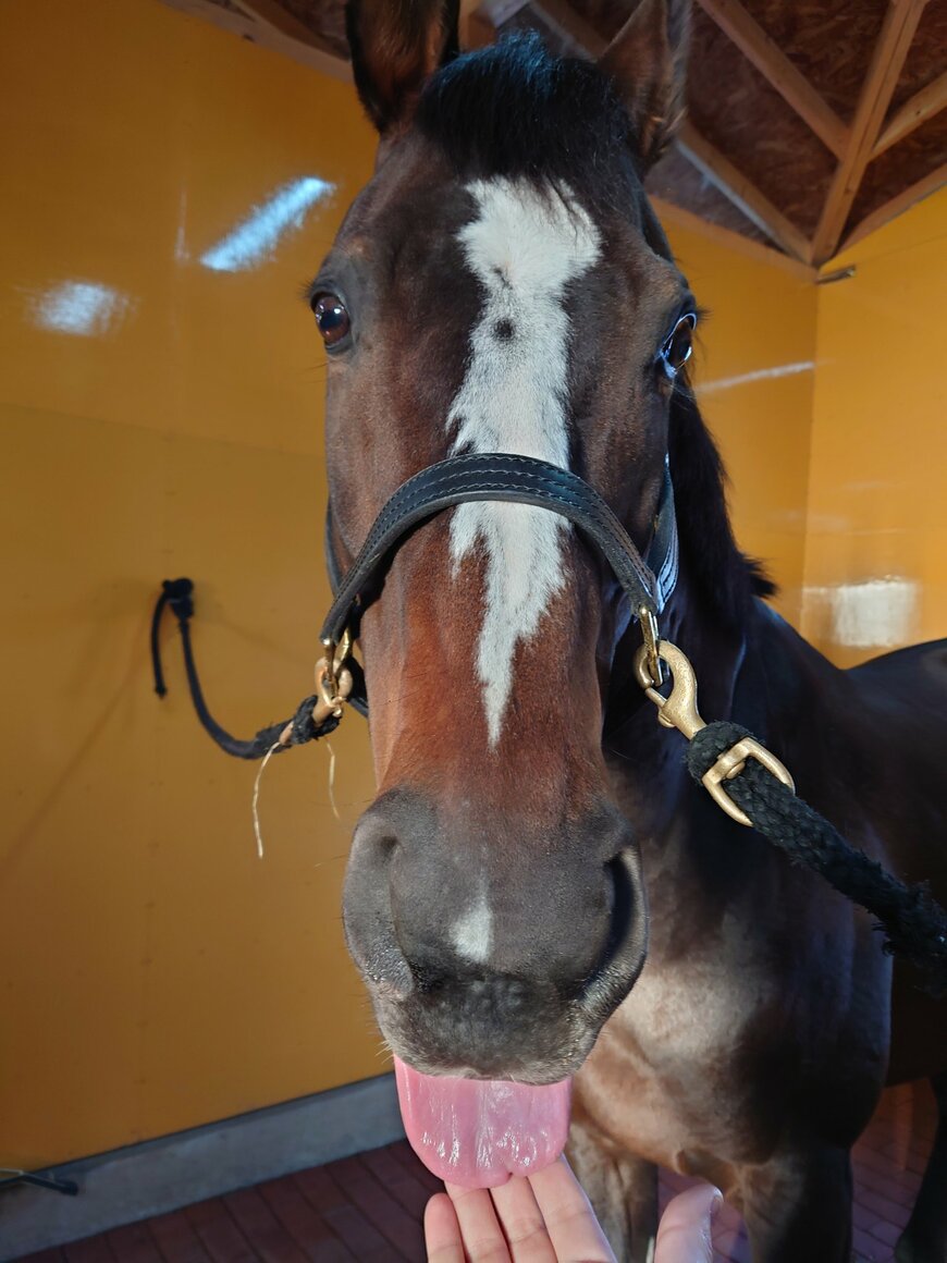 出所：Yogiboヴェルサイユリゾートファーム