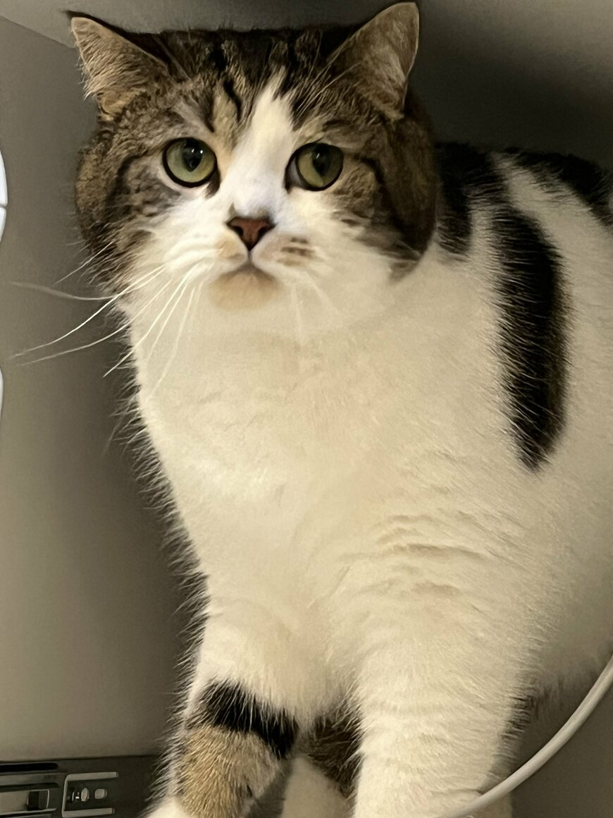 出所：@torotolo106106