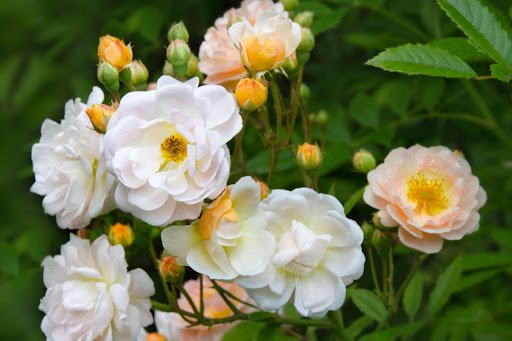 PhotoSGH/shutterstock.com