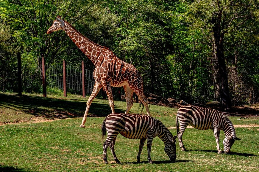 日本最古の動物園はどこ？　200人に取ったアンケート結果に思わず納得