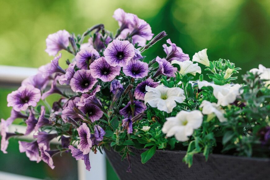 birthofthequeen/istockphoto.com