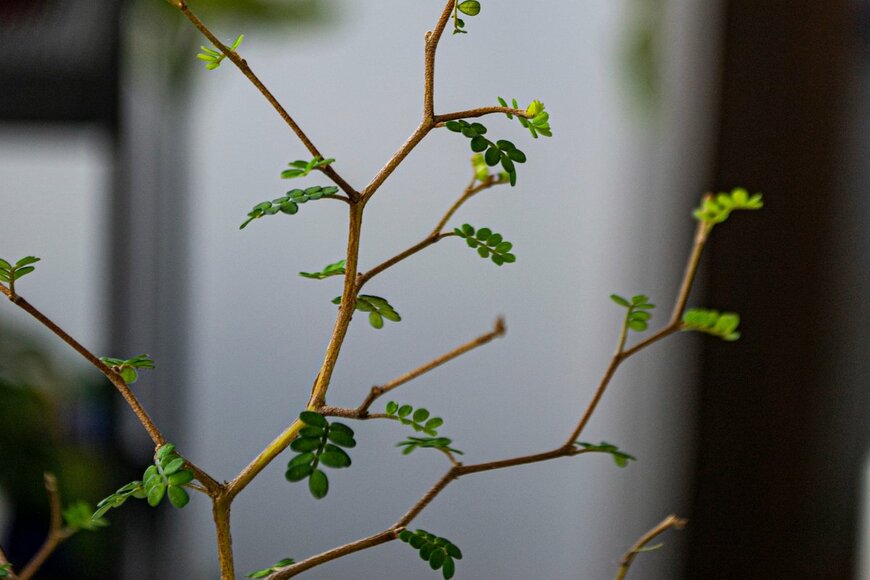 Yasmina Toba/Shutterstock.com