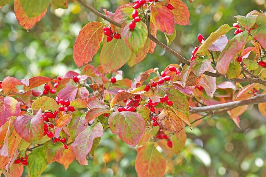 igaguri_1/istockphoto.com