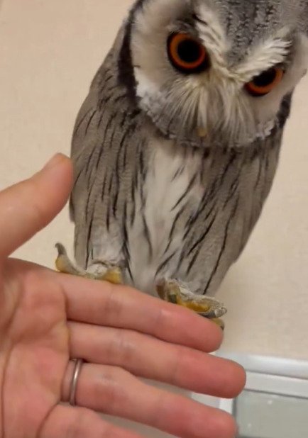 出所：@purinon2929k