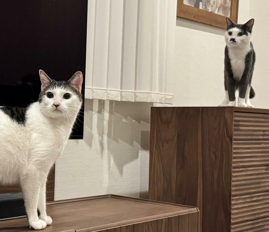 出所：@Saeroyi_cat