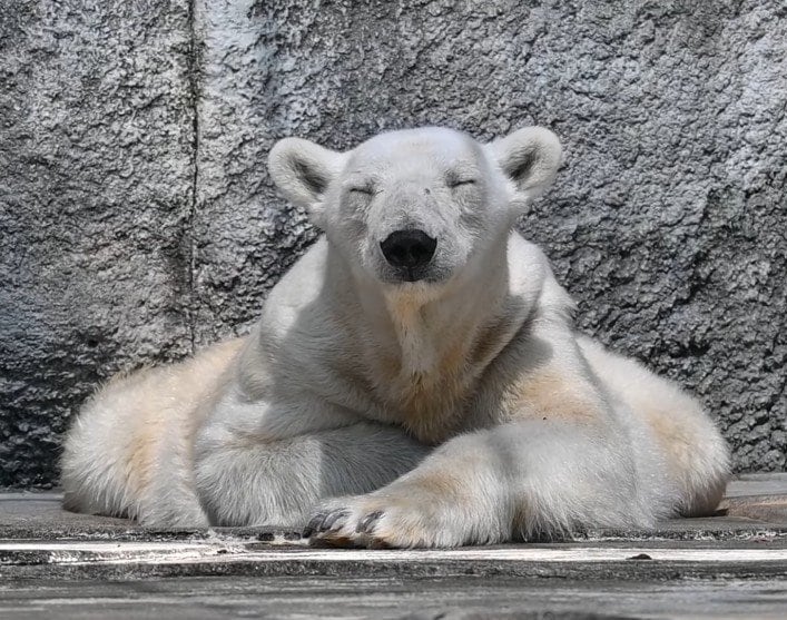 【とべ動物園】「しろくまピース」のお母さん！国内最高齢のホッキョクグマ・バリーバの「うとうと姿」がかわいすぎる（愛媛県）