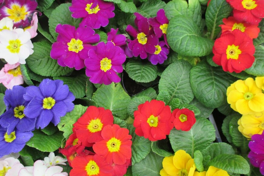 プリムラ・ジュリアン　KUMA-MON/shutterstock.com