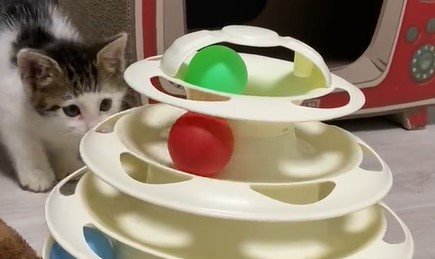 出所：@Saeroyi_cat