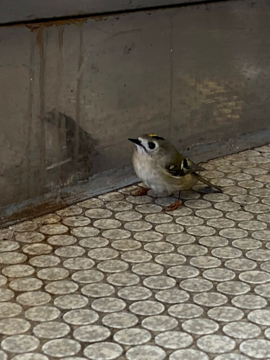 出所：@ayutin_wildbird